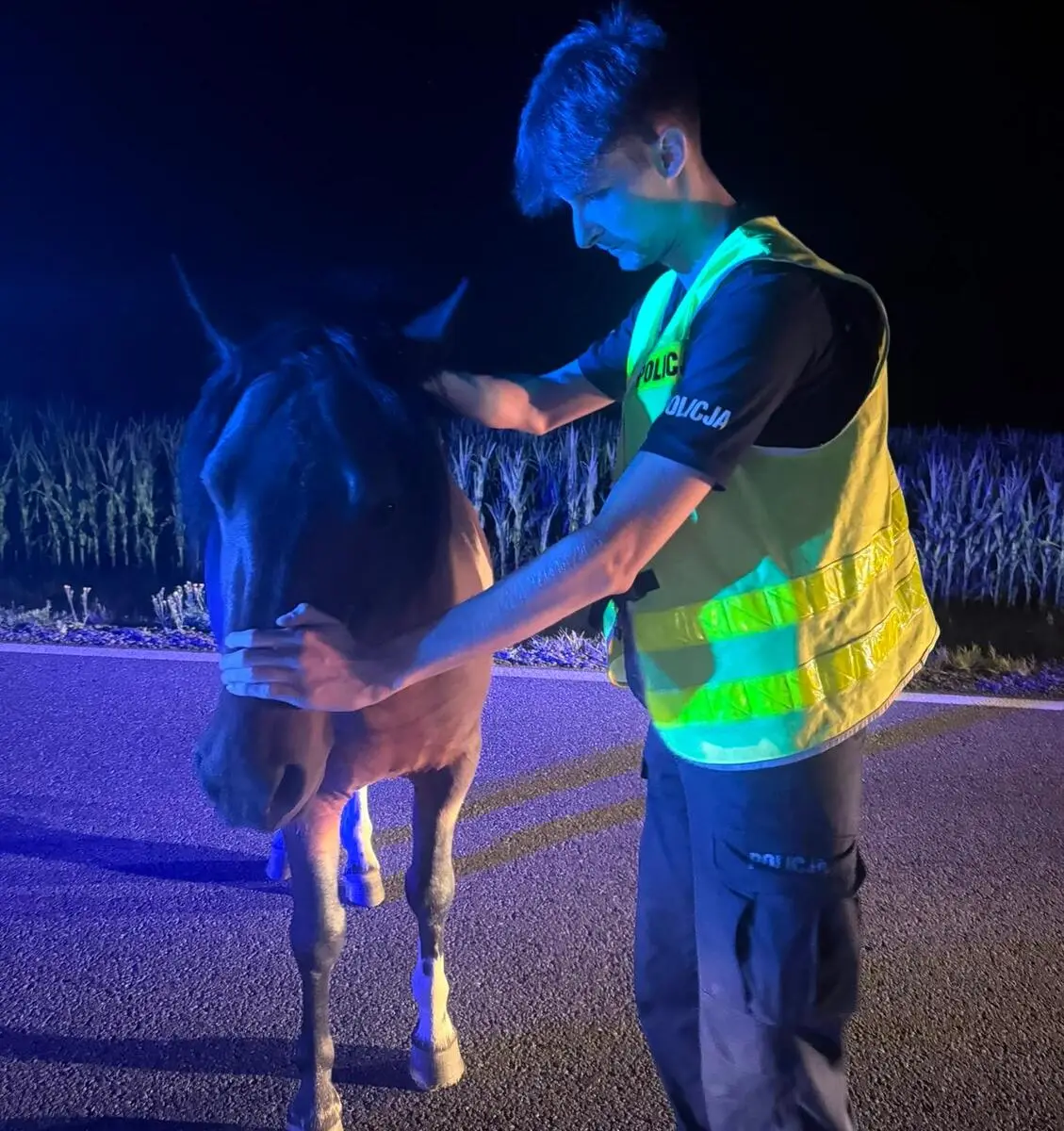 Policja interweniuje po spłoszeniu konia przez przelot samolotu
