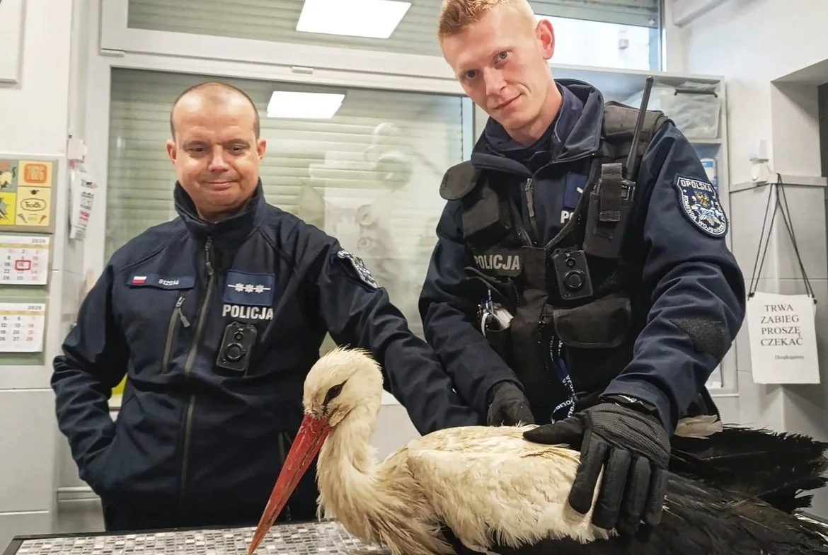 Policjanci z Ozimka interweniowali w sprawie rannego bociana