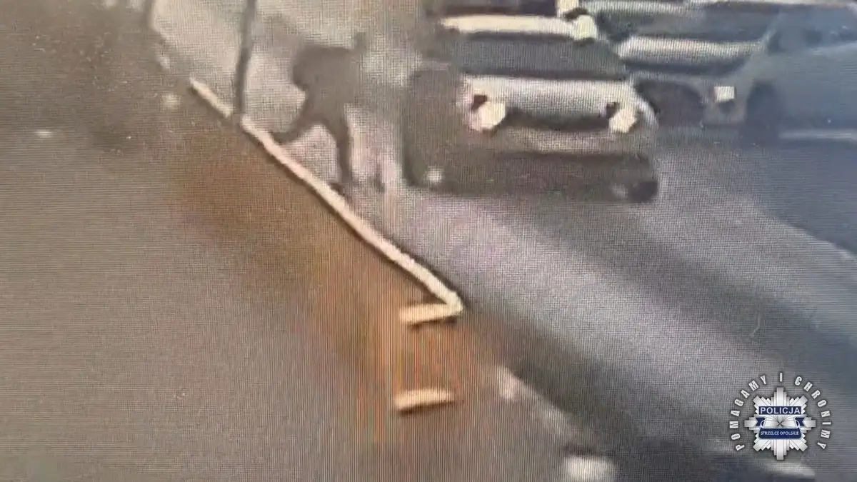 W Strzelcach Opolskich nastolatek na hulajnodze wjechał w samochód osobowy