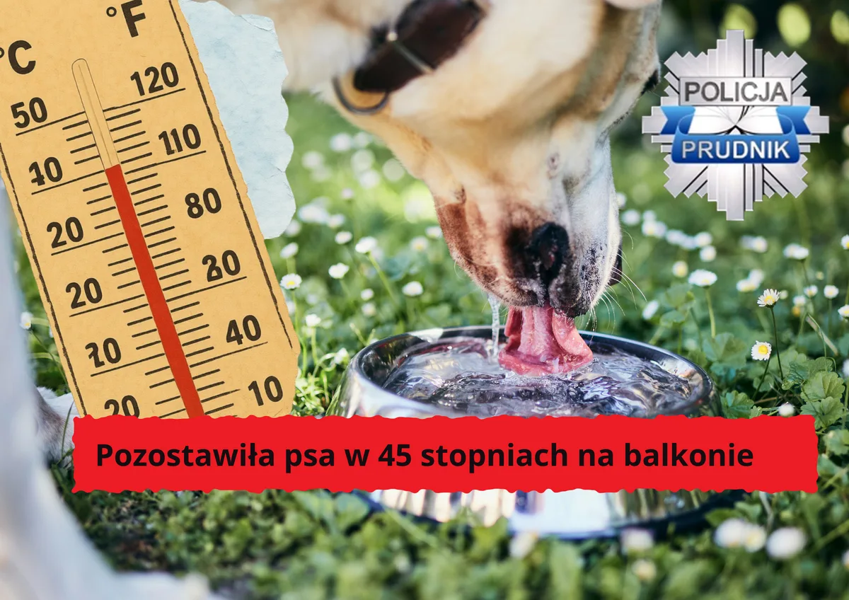 Pies pozostawiony na balkonie w ekstremalnych temperaturach uratowany przez policję