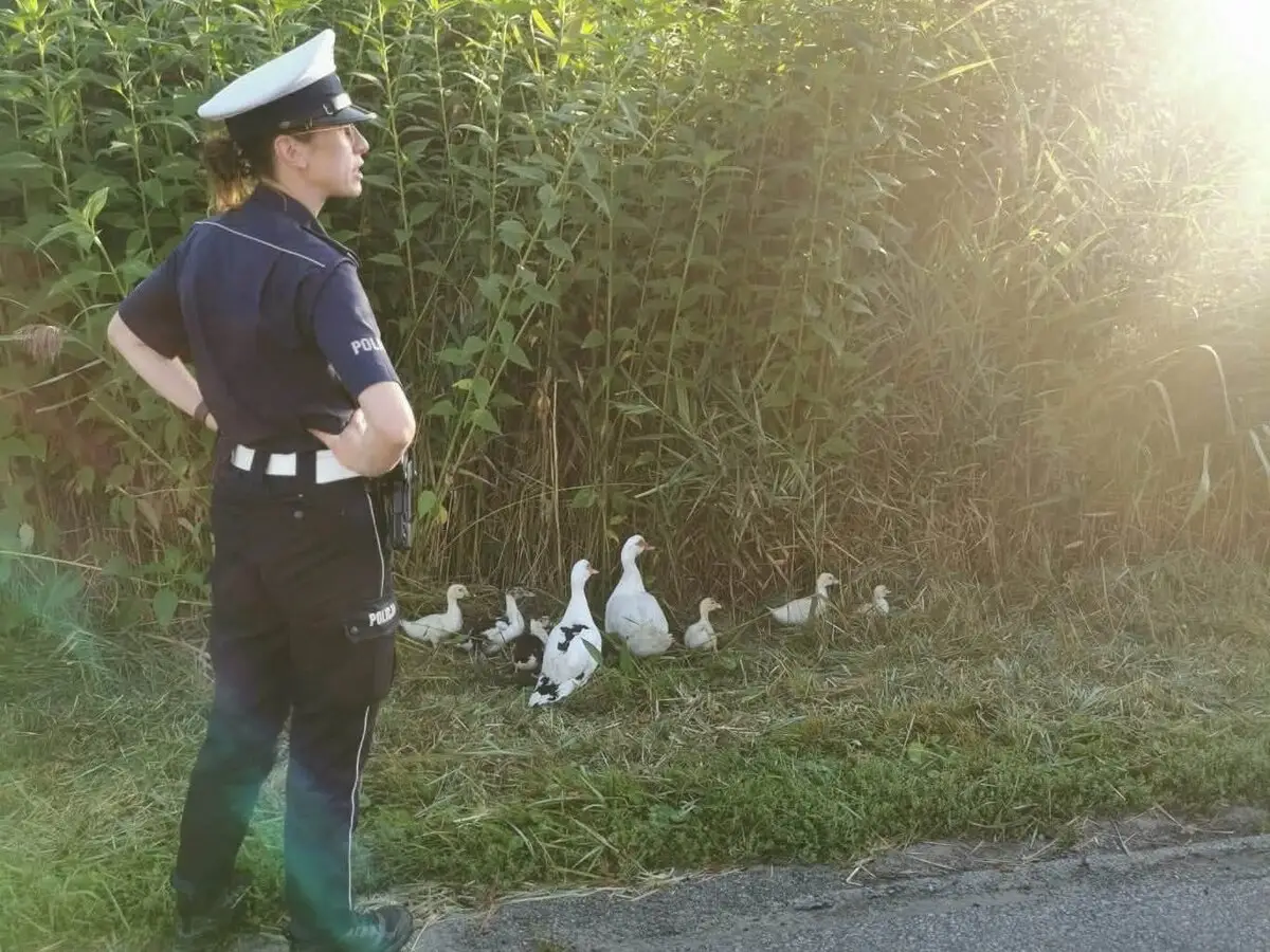 Interwencja policji w Namysłowie z powodu kaczek na drodze